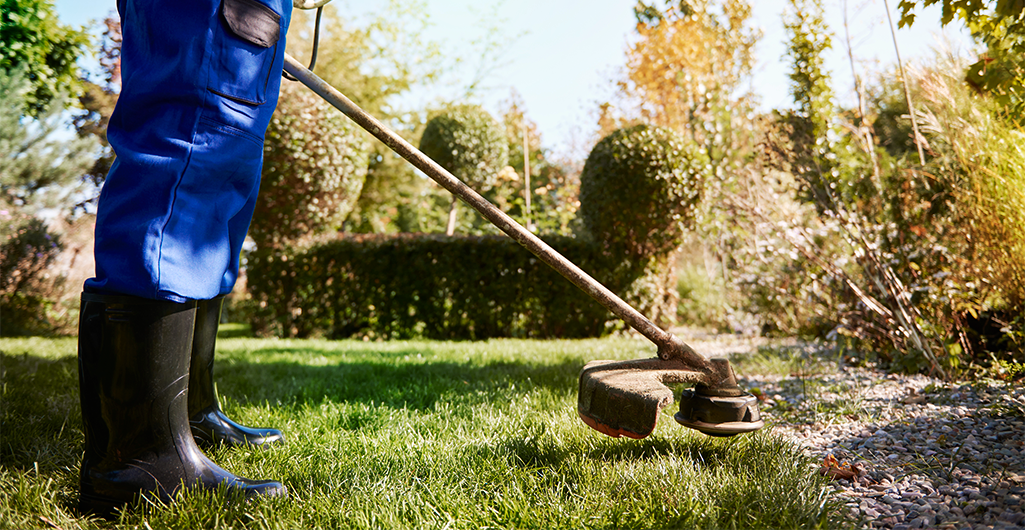 Gardening business, care in winter