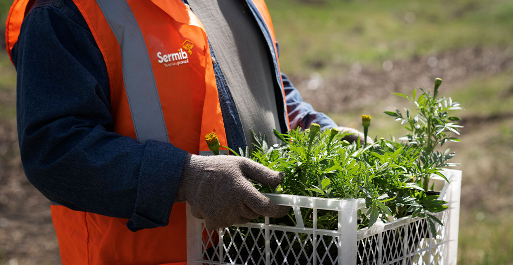 Planting the Future: The importance of the culture of planting trees in the companies